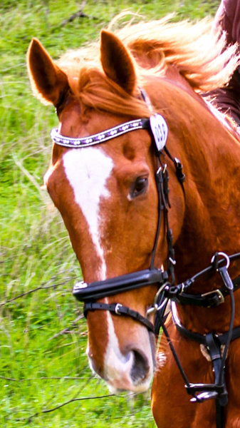 A drawing of your horse using your photo